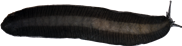 Arion aterSVART SKOGSSNIGEL27,8 × 110,0 mm